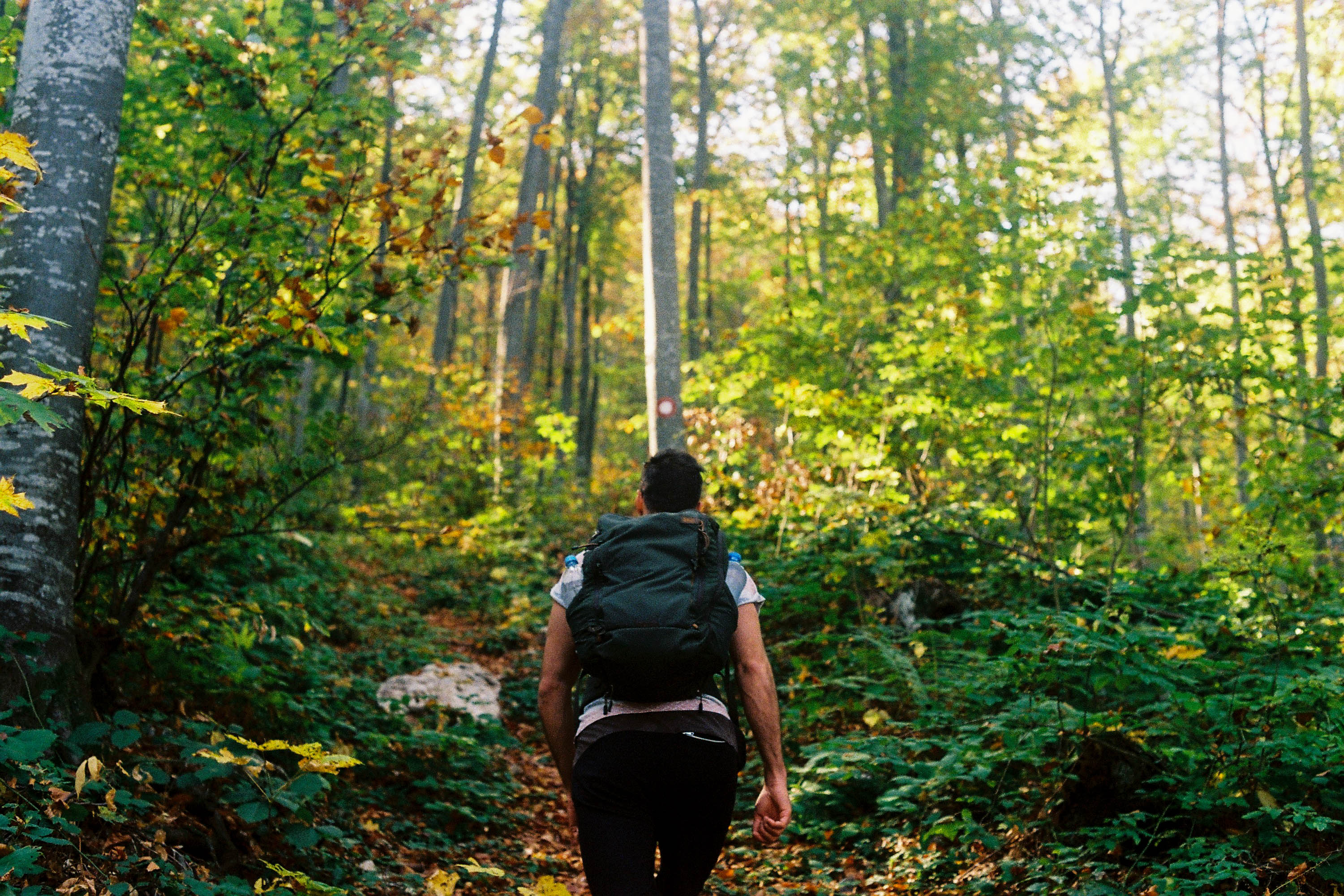 Hiker on a sunlit forest trail in Serbia